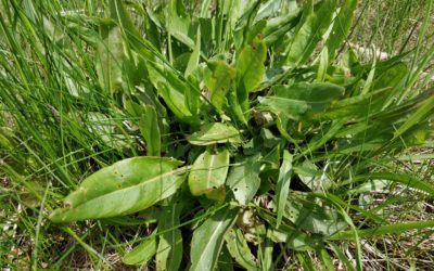 Nie taki szczaw kwaśny