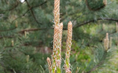 Pędem po pędy sosny!