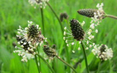 Lecznicza babka lancetowata