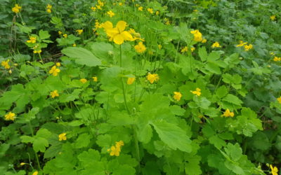 Glistnik nie tylko na brodawki!