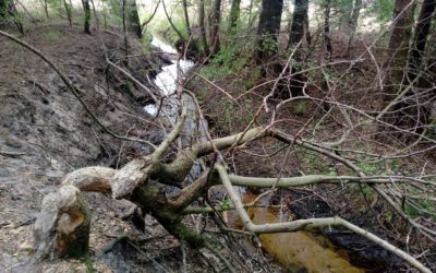 Miłośnicy czystych lasów