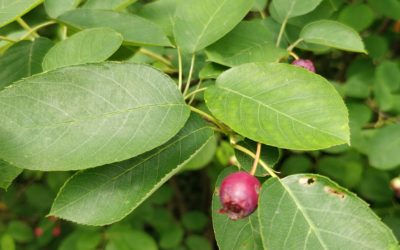 Świdośliwa – jagody prosto z krzewu