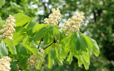 Nie tylko maturalne kwiaty