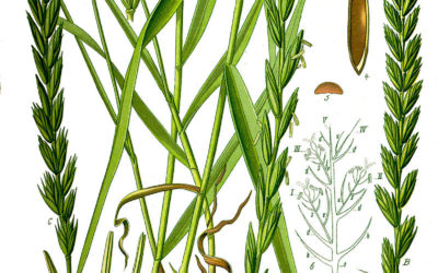 Perz nie taki straszny