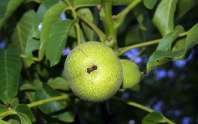 Moc zielonych orzechów włoskich