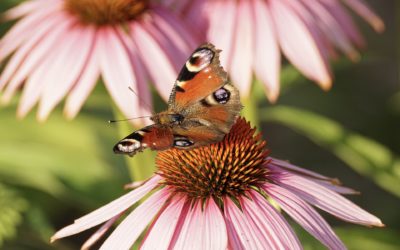Najeżona dobroczynnymi właściwościami