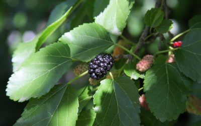 Morwa dla diabetyków i osób chorych na nerki