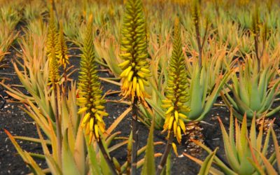 Aloes