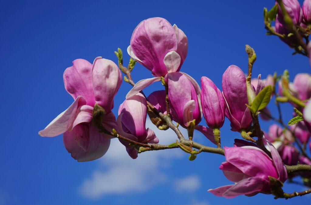 Magnolia
