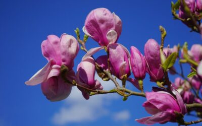 Magnolia