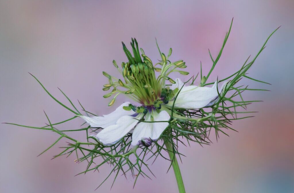 Nigella sativa L.