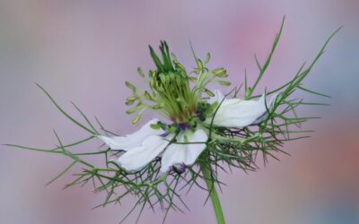 Nigella sativa L.