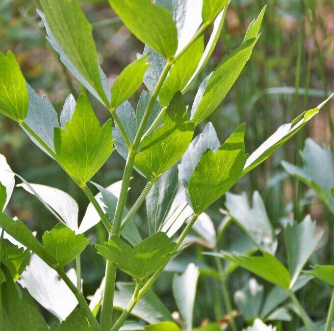 Maggia lubczyku