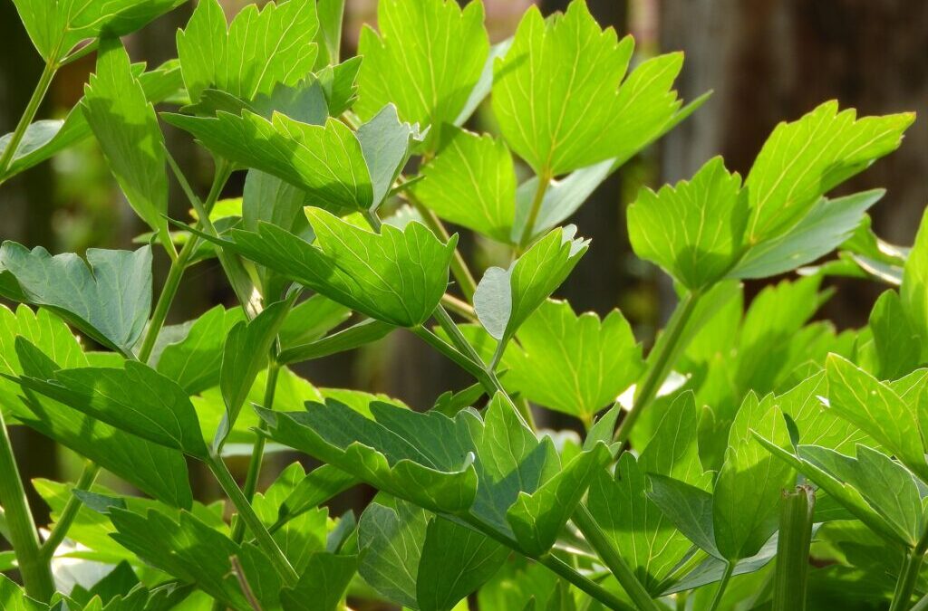 Maggia lubczyku