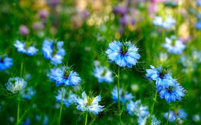 Nigella sativa L.