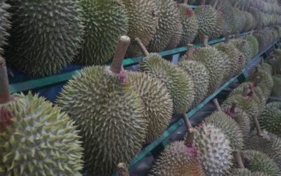 Śmierdząca sprawa… Durian