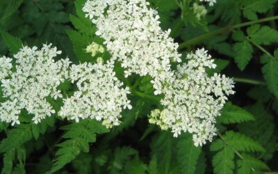 Marchewnik. Roślina o anyżowy aromacie