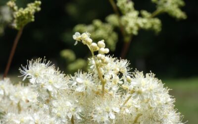 Wiązówka błotna. Ziele Celtów i naturalna aspiryna!
